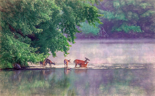 Serene Photograph - Misty Morning On Radnor Lake, Painterly by Marcy Wielfaert