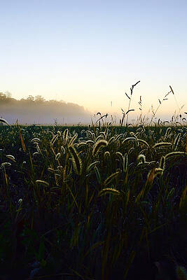 Serene Wall Art featuring the photograph Misty Morning Serenity by Travel Essayist
