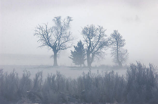 Tree Photograph - Misty Quiet Isolation - 4 Trees by Bonnie Colgan