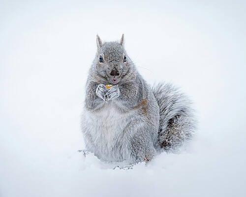 Large Photograph - Corn by James Overesch