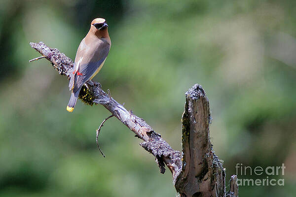 Wildlife Photograph - Modelling Waxwing by Thomas Nay