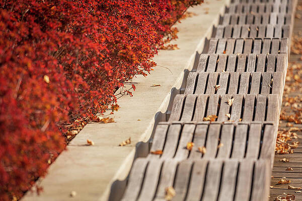 Modern Wall Art featuring the photograph Modern Wavy Wooden Bench In Yards Park by Steven Heap