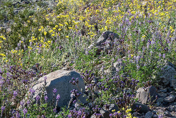 Lake Wall Art featuring the photograph Mohave Flowers by Matt Halvorson