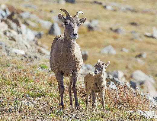 Colorado Wall Art featuring the photograph Mom And Baby by Shirley Dutchkowski