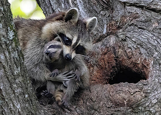 Background Photograph - Mom Keeps Me Safe by Gina Fitzhugh