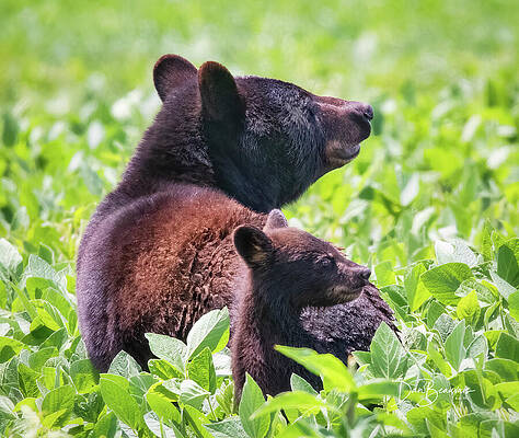 Wildlife Photograph - Momma Bear And Cub 4313 by Dan Beauvais