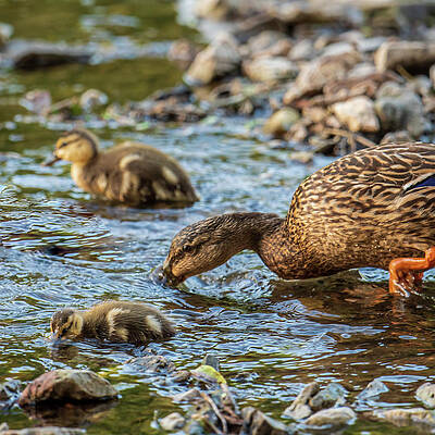 Wall Art featuring the photograph Momma Mallard And Ducklings by Jeff Phillippi