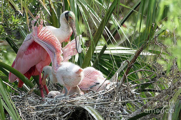 Wall Art featuring the photograph Momma Roseate Is Tickled Pink by Mary Lou Chmura