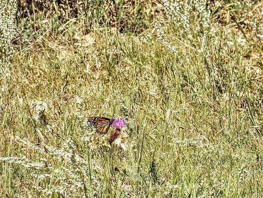 Wildlife Wall Art featuring the photograph Monarch Butterfly by Amanda R Wright