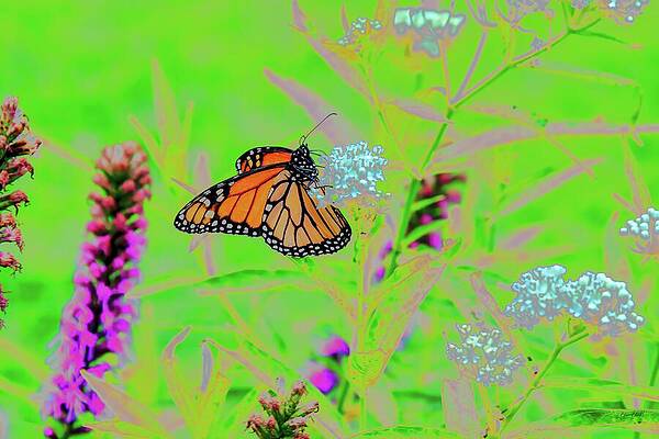 Monarch Butterfly in Vibrant Garden Wall Art