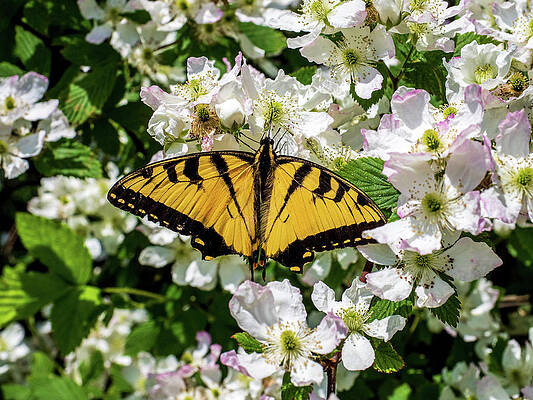 Monarch Butterfly by Louis Dallara