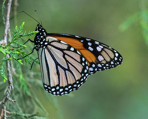 Photograph - Monarch Butterfly by Robert Allen Hill