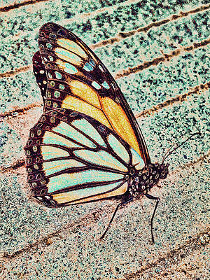 Wall Art featuring the photograph Monarch Butterfly With Lichen Texture by Bruce Block
