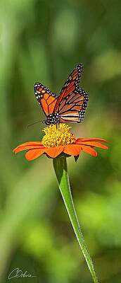 Monarch Butterfly on Orange Flower Wall Art