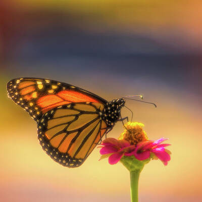 Beautiful Photograph - Monarch Soft Landing On A Zinnia by Jason Fink