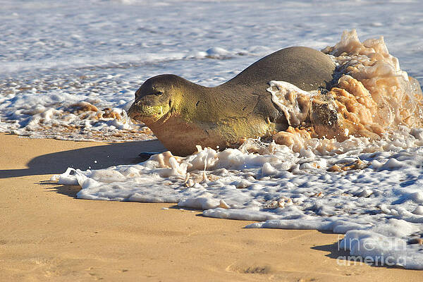 Wall Art featuring the photograph Monk Seal Coming Ashore by Debra Banks