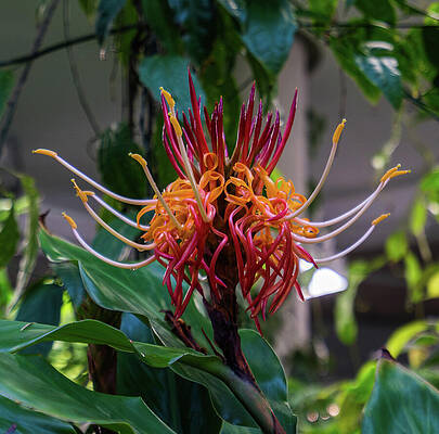 Photograph - Monkey Brush Vine by Tommy Farnsworth