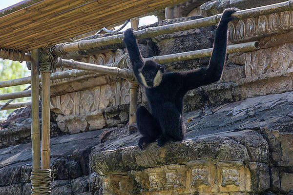 Wildlife Photograph - Monkey Hanging Out In Its Home by John Twynam