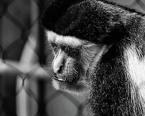 Tree Wall Art featuring the photograph Missouri - St. Louis Zoo - Longing For Freedom by Robert Niemeier