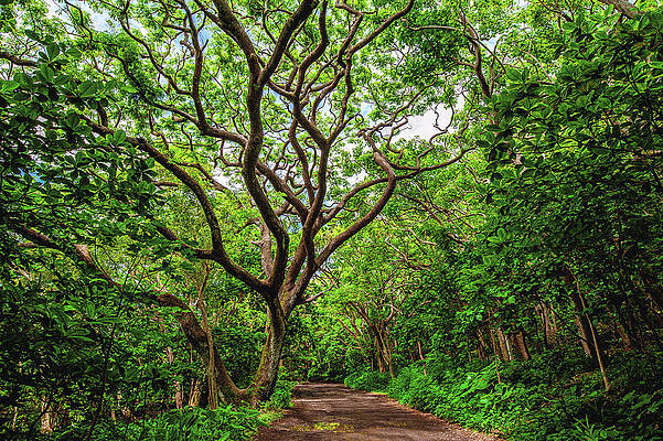Landscape Photograph - Monkeypod Tree And Road To Waipio - Big Island, Hawaii by Abbie Warnock