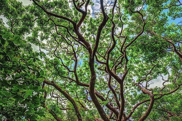 Tree Photograph - Monkeypod Tree Branches - Big Island Of Hawaii by Abbie Warnock