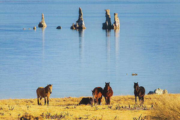 Majestic Wall Art featuring the photograph Mono Mustangs by Mike Lee