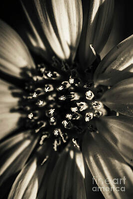 Natural Wall Art featuring the photograph Monochromatic Beauty by Jorgo Photography