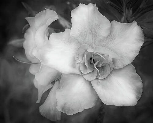 Flower Wall Art featuring the photograph Monochrome Bloom by Dodie Ross
