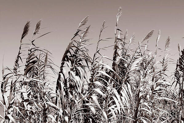 Monochrome Close Up of Grasses Minimalist Nature Photography Print by Severija Kirilovaite
