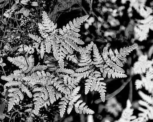 Monochrome Fern Leaves in Focus Digital Art