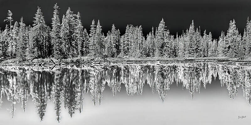 Monochrome Forest Reflection Wall Art