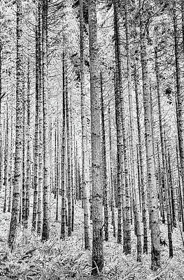 Monochrome Forest Scene Wall Art