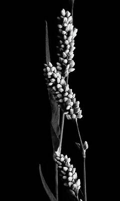 Monochrome Floral Stalks Photograph