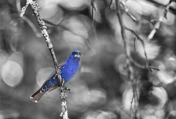 Bird Wall Art featuring the photograph Monochrome View Of Male Blue Grosbeak Clutching Tree Branch by Charles Floyd