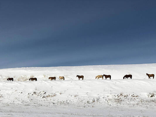 Winter Wall Art featuring the photograph Montana Wild Horses Crossing In Winter by Tatiana Travelways
