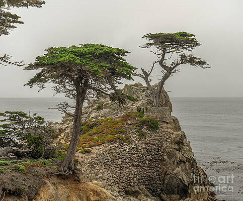 Serene Photograph - Monterrey Cypress 2 by Ron Long Ltd Photography
