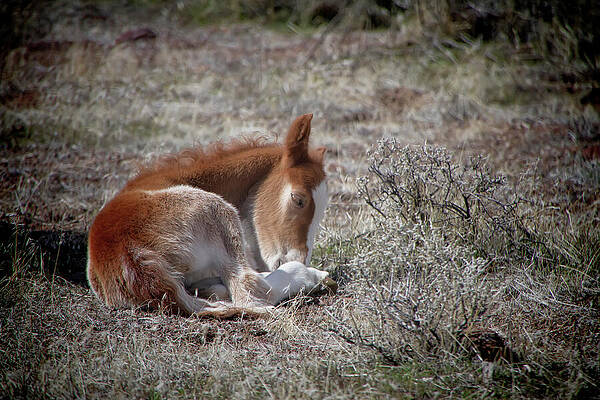 Animal Photograph - Wild Horse Foal Curled Up Resting In The Wild by Waterdancer