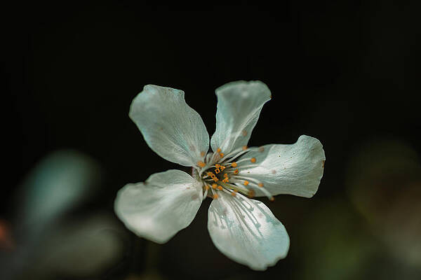Moody Wall Art featuring the photograph Moody Beauty by Nova Rae