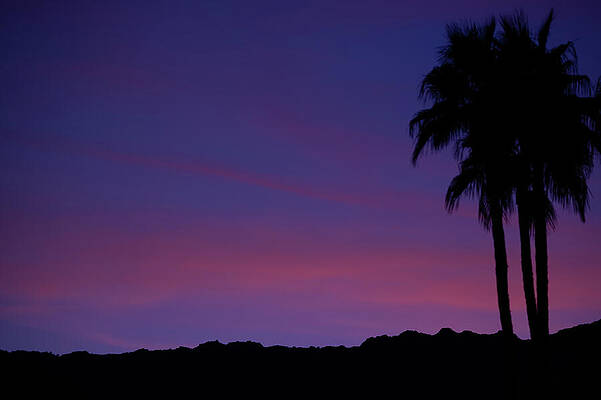 Tree Photograph - Moody Blues Behind Palm Tree Silhouette Sunset by Bonnie Colgan