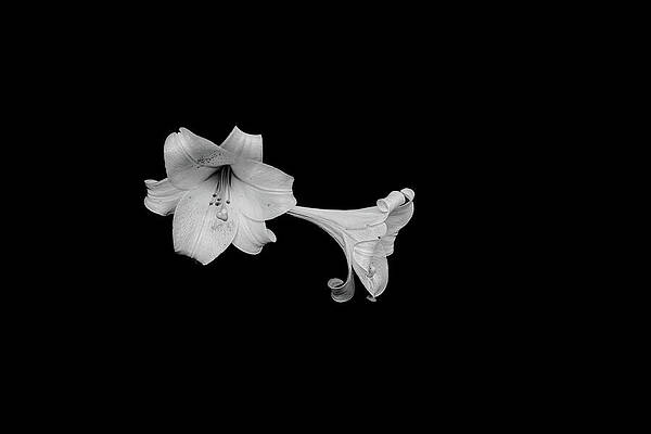 Moody Wall Art featuring the photograph Moody Lily by Nova Rae