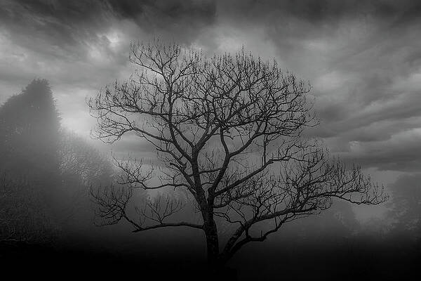 Landscape Photograph - Moody Tree by Chris Boulton