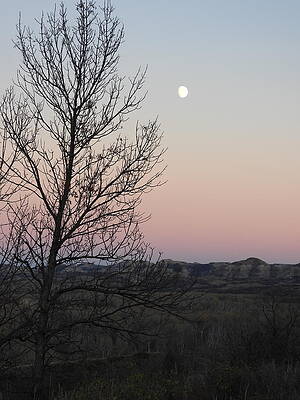 Sky Photograph - Moon Over Tree by Amanda R Wright