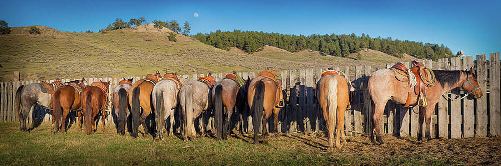 Horse Wall Art featuring the photograph Moon Rising Sun Setting by Carla E