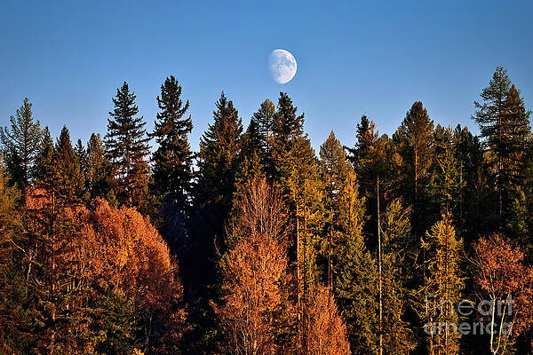 Wall Art featuring the photograph Moon Rising by Thomas Nay