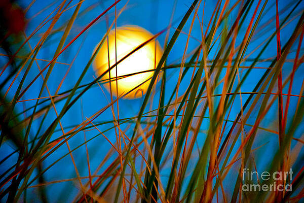 Wall Art featuring the photograph Moon Splendor In The Grass by Debra Banks