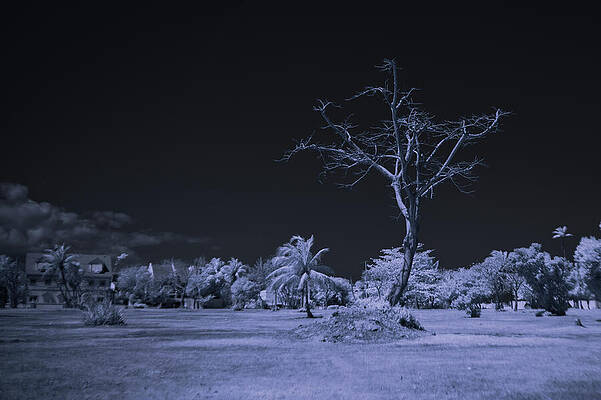 Wall Art featuring the photograph Moonlight Over Frozen Tundra by Gian Smith