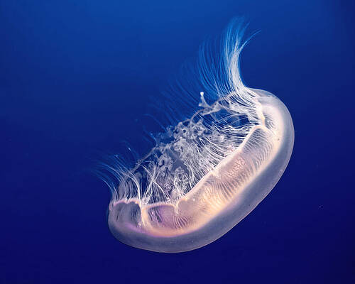 Marine Wall Art featuring the photograph Moonshine, Moon Jelly by KJ Swan