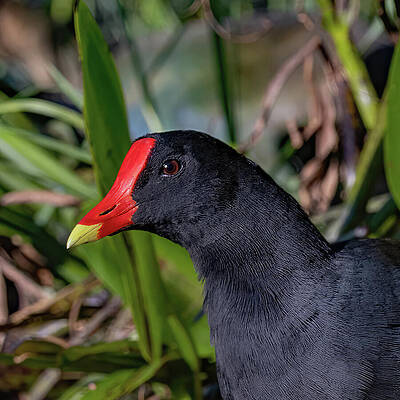 Feather Wall Art featuring the photograph Moorhen Portrait by Gina Fitzhugh