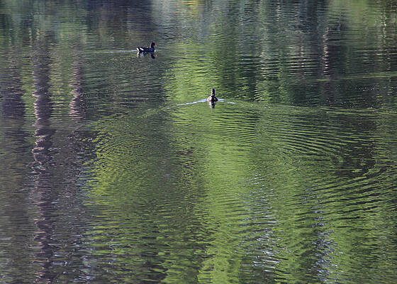 Photograph - Moorhen_Ripples by Decoris Art