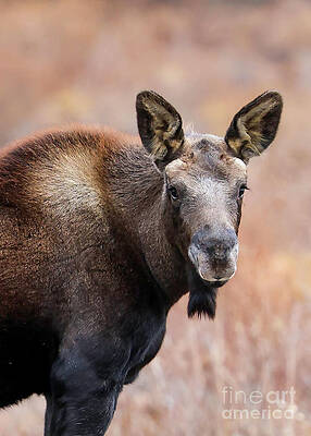 Colorado Wall Art featuring the photograph Moose Calf Portrait by Shirley Dutchkowski